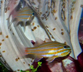 Ostorhinchus cyanosoma žvejyba