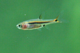 Boraras urophthalmoides žvejyba