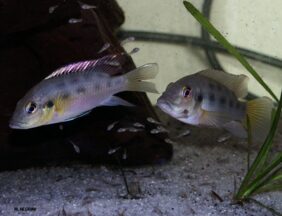 Chromidotilapia guntheri žvejyba