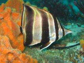Chelmonops truncatus žvejyba