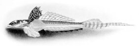 Callionymus caeruleonotatus žvejyba