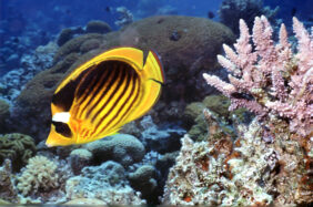 Chaetodon fasciatus žvejyba
