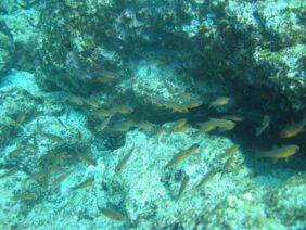 Apogon atradorsatus žvejyba