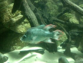 Ptychochromis insolitus žvejyba