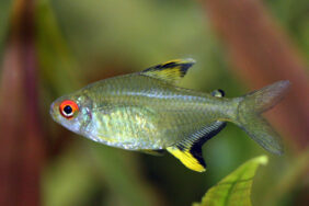 Hyphessobrycon pulchripinnis žvejyba