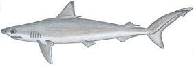 Rhizoprionodon porosus žvejyba