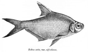 Osteobrama alfredianus žvejyba