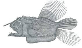Caulophryne polynema žvejyba