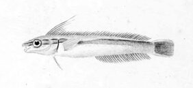 Aspidontus tractus žvejyba