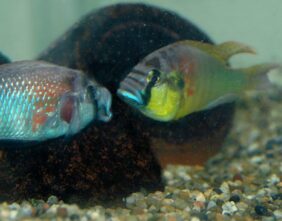 Astatotilapia burtoni žvejyba
