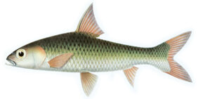 Albulichthys albuloides žvejyba