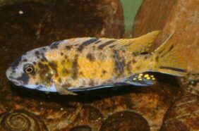 Labeotropheus fuelleborni žvejyba