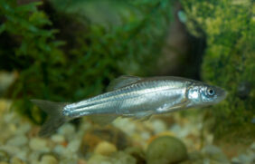 Plagopterus argentissimus žvejyba