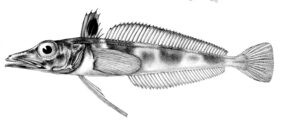 Chaenodraco wilsoni žvejyba