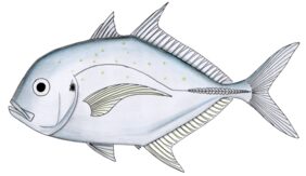 Carangoides coeruleopinnatus žvejyba