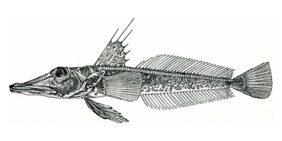 Channichthys richardsoni žvejyba