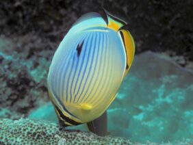 Chaetodon trifasciatus žvejyba