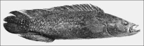 Crenicichla saxatilis žvejyba