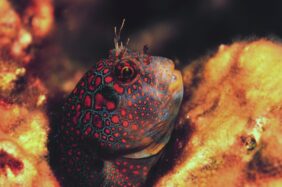 Hypsoblennius invemar žvejyba