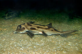 Callorhinchus milii žvejyba