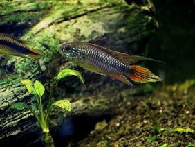 Apistogramma agassizii žvejyba