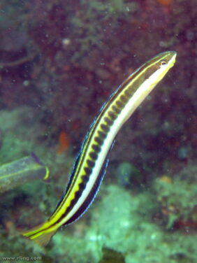 Plagiotremus tapeinosoma žvejyba