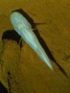 Speoplatyrhinus poulsoni žvejyba