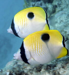 Chaetodon unimaculatus žvejyba