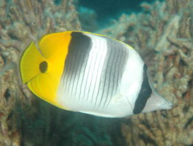 Chaetodon ulietensis žvejyba