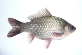 Sidabrinis karosas