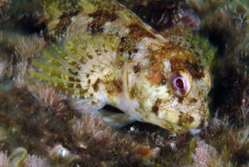 Lipophrys trigloides žvejyba