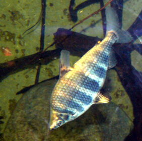 Abramites hypselonotus žvejyba