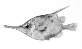 Notopogon lilliei žvejyba