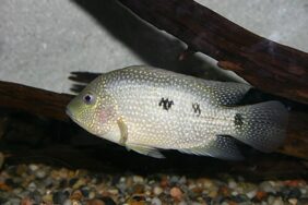Herichthys cyanoguttatus žvejyba