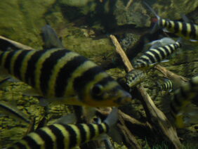 Leporinus fasciatus žvejyba