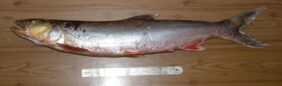 Elopichthys bambusa žvejyba