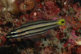 Cheilodipterus quinquelineatus žvejyba