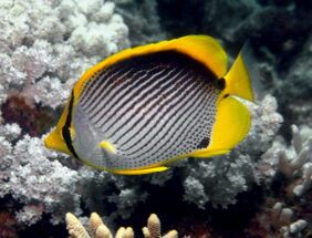 Chaetodon melannotus žvejyba
