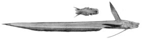 Ateleopus japonicus žvejyba