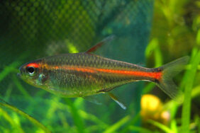 Hemigrammus erythrozonus žvejyba