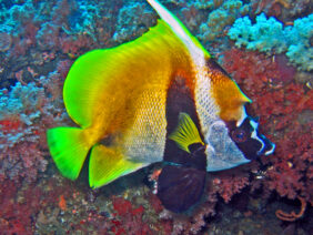 Heniochus monoceros žvejyba