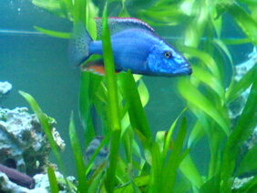 Dimidiochromis compressiceps žvejyba