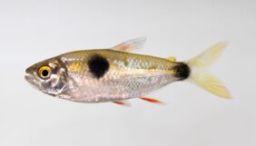 Exodon paradoxus žvejyba