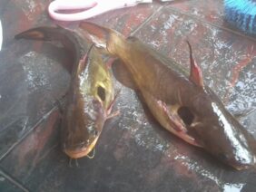 Horabagrus brachysoma žvejyba