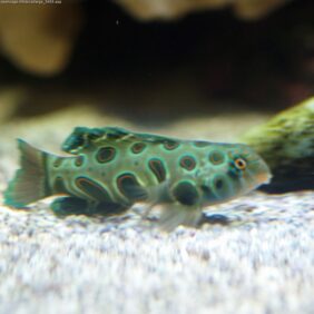 Synchiropus picturatus žvejyba