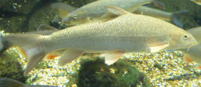 Paprastasis ūsorius