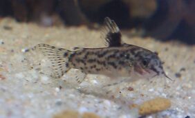 Aspidoras pauciradiatus žvejyba