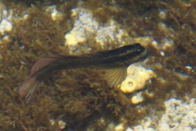 Blenniella cyanostigma žvejyba