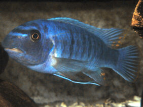 Labeotropheus trewavasae žvejyba