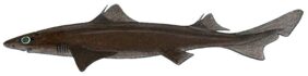 Centrophorus granulosus žvejyba